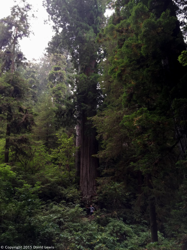 Redwoods forest 